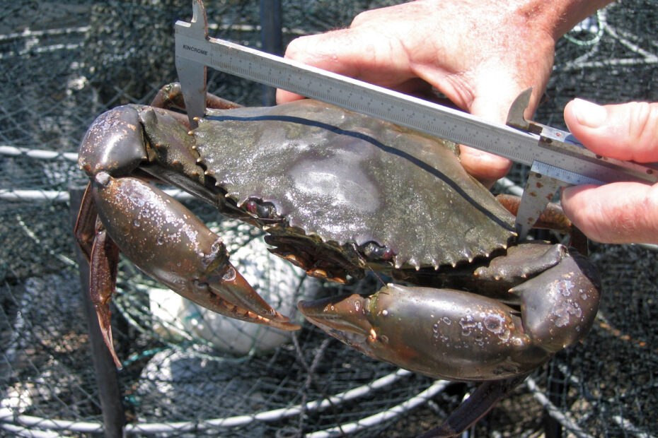 Measuring the size of a mud crab