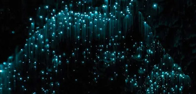 Glow worms