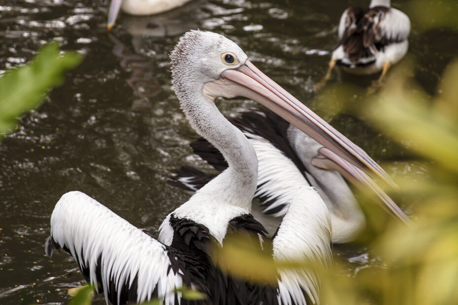 Pelicans