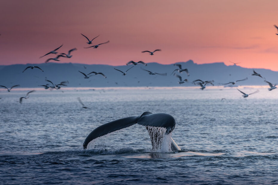 Whale leaves it's tail exposed above water at sunset
